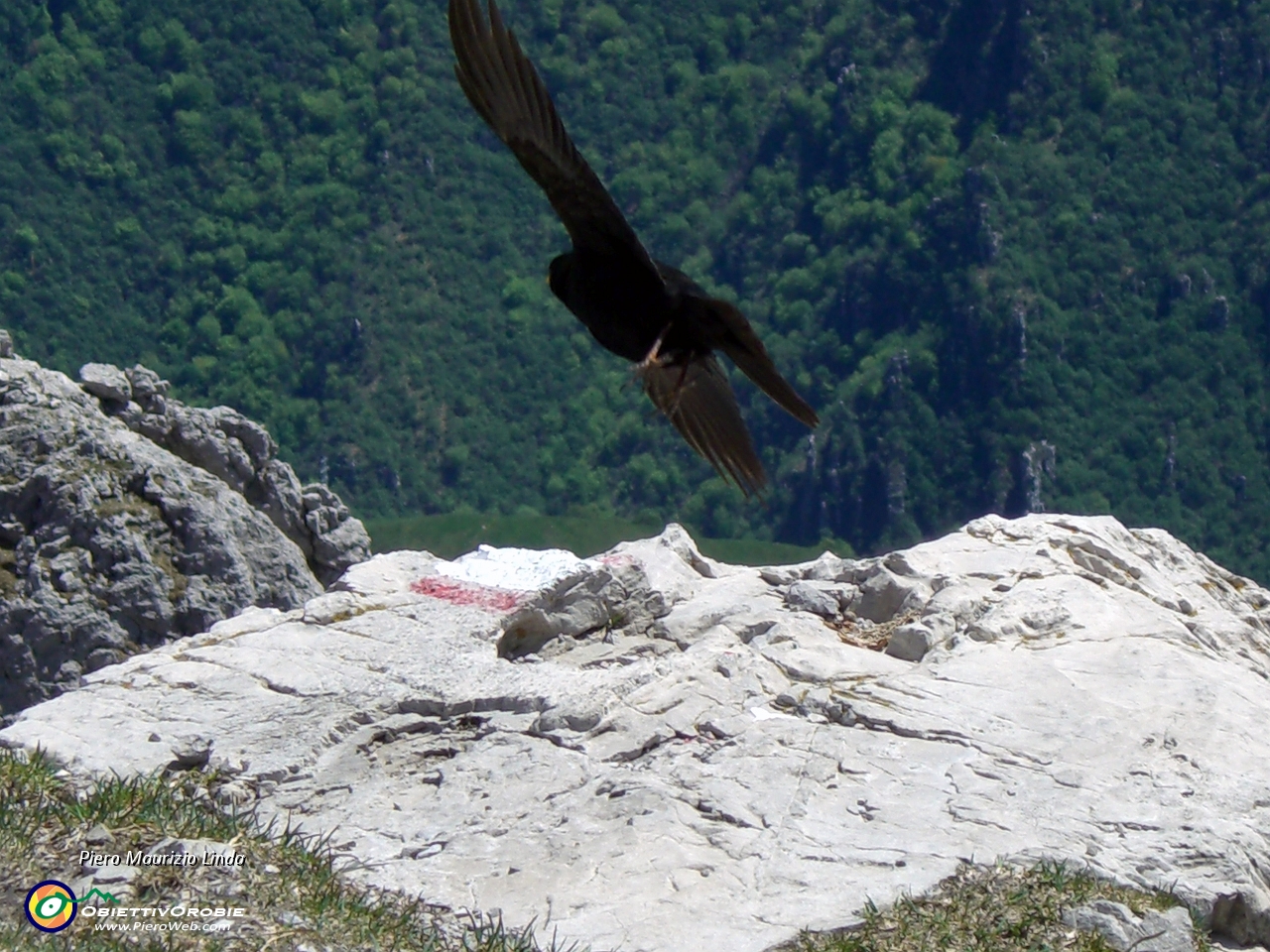 58.2 in volo in cerca di cibo....JPG
